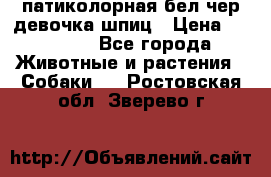 патиколорная бел/чер девочка шпиц › Цена ­ 15 000 - Все города Животные и растения » Собаки   . Ростовская обл.,Зверево г.